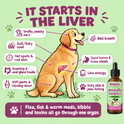 It starts in the liver